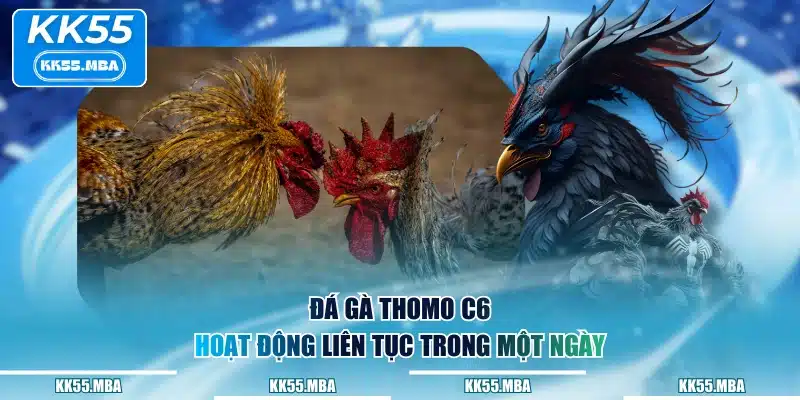 Đá gà Thomo C6 hoạt động liên tục trong một ngày