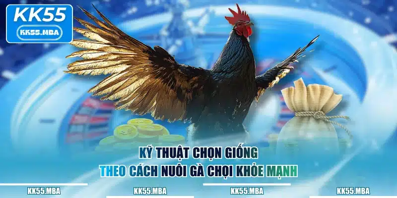 Kỹ thuật chọn giống theo cách nuôi gà chọi khỏe mạnh