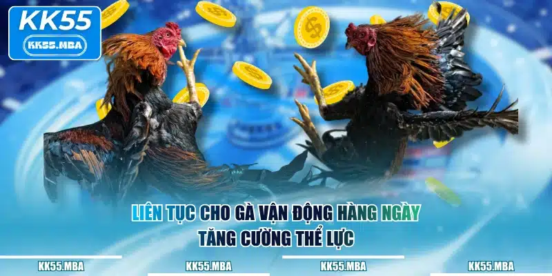 Liên tục cho gà vận động hàng ngày, tăng cường thể lực